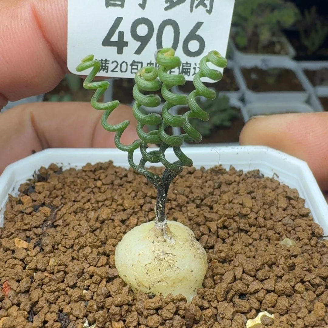 钢丝弹簧草脱土