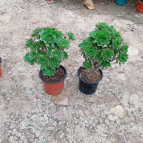 ༺***༻原始绿多肉植物法师17