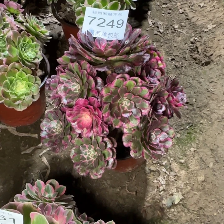 7249霁月多肉植物