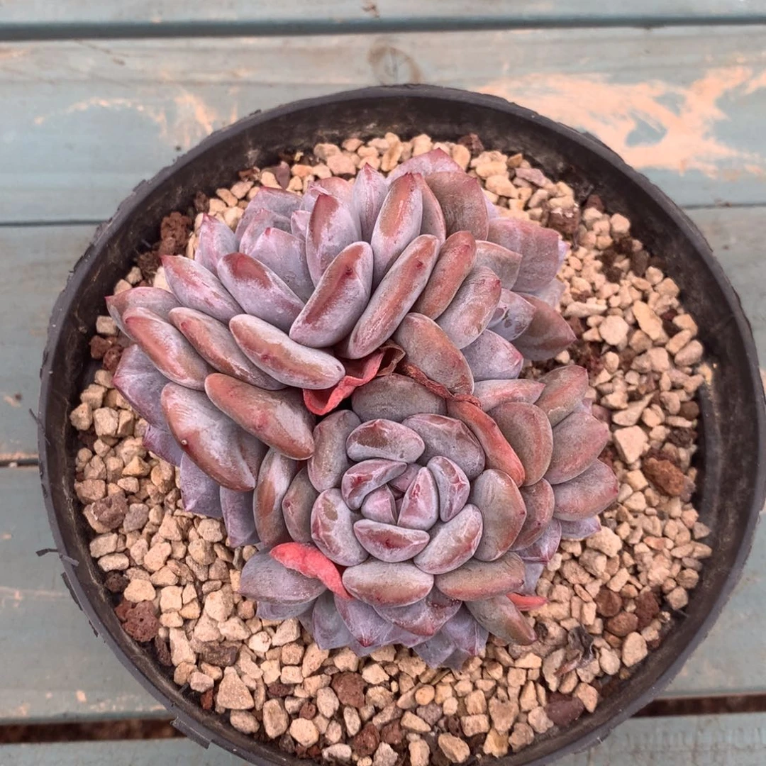 无花朵哈哈哈哈哈哈哈哈哈41
