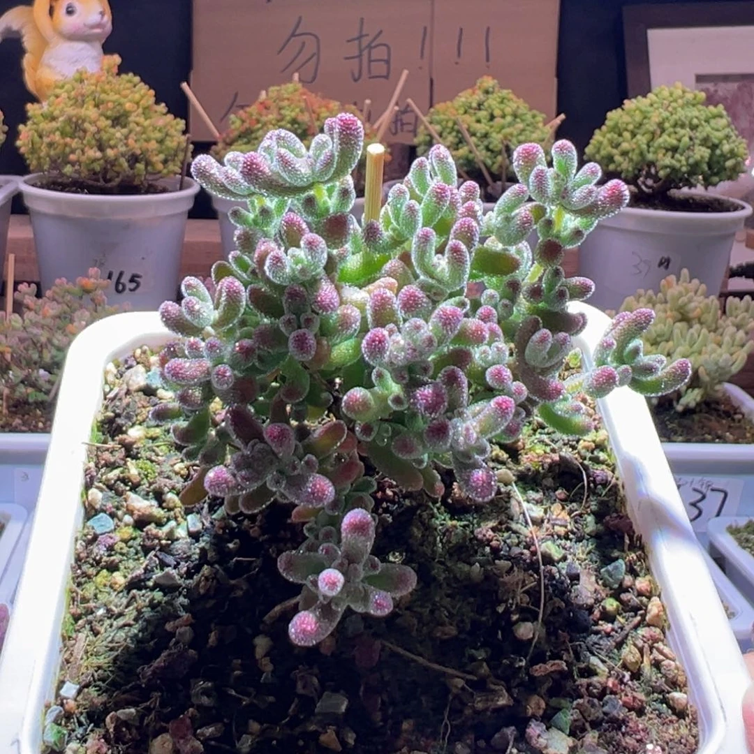 615冰晶一物一拍包开箱