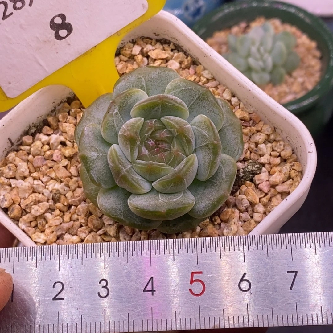 28精控白恋多肉……