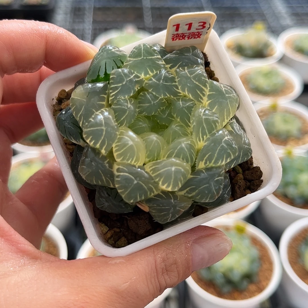 113糊斑湖水玉露锦福利