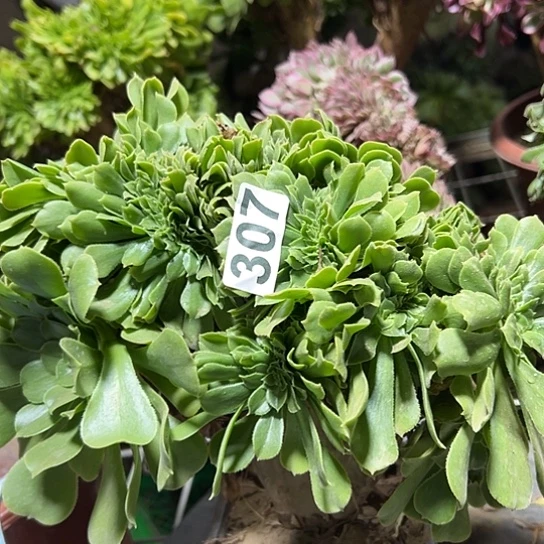 木***子多肉植物一个绿玫瑰307