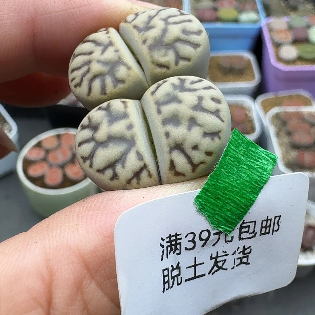 双头雀卵哈哈哈哈好吧