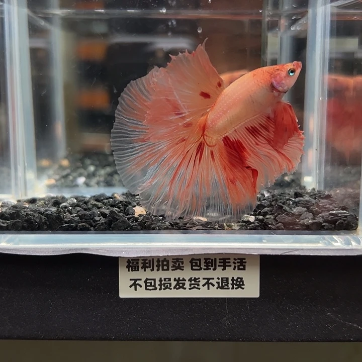 斗鱼竞拍跑单拉黑19日93