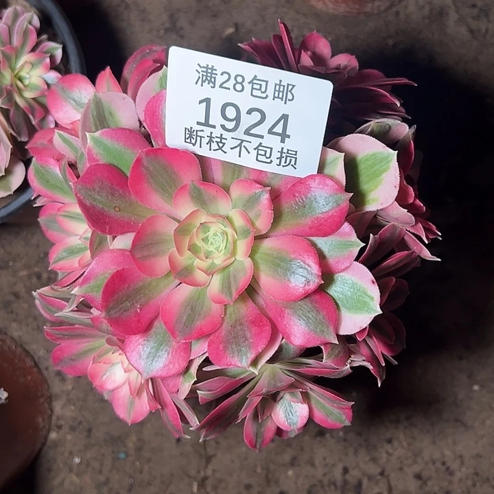 1924粉女巫多肉植物