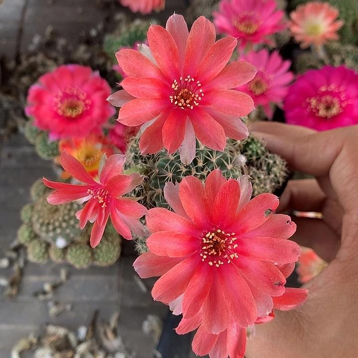 671 实生丽花5厘米盆