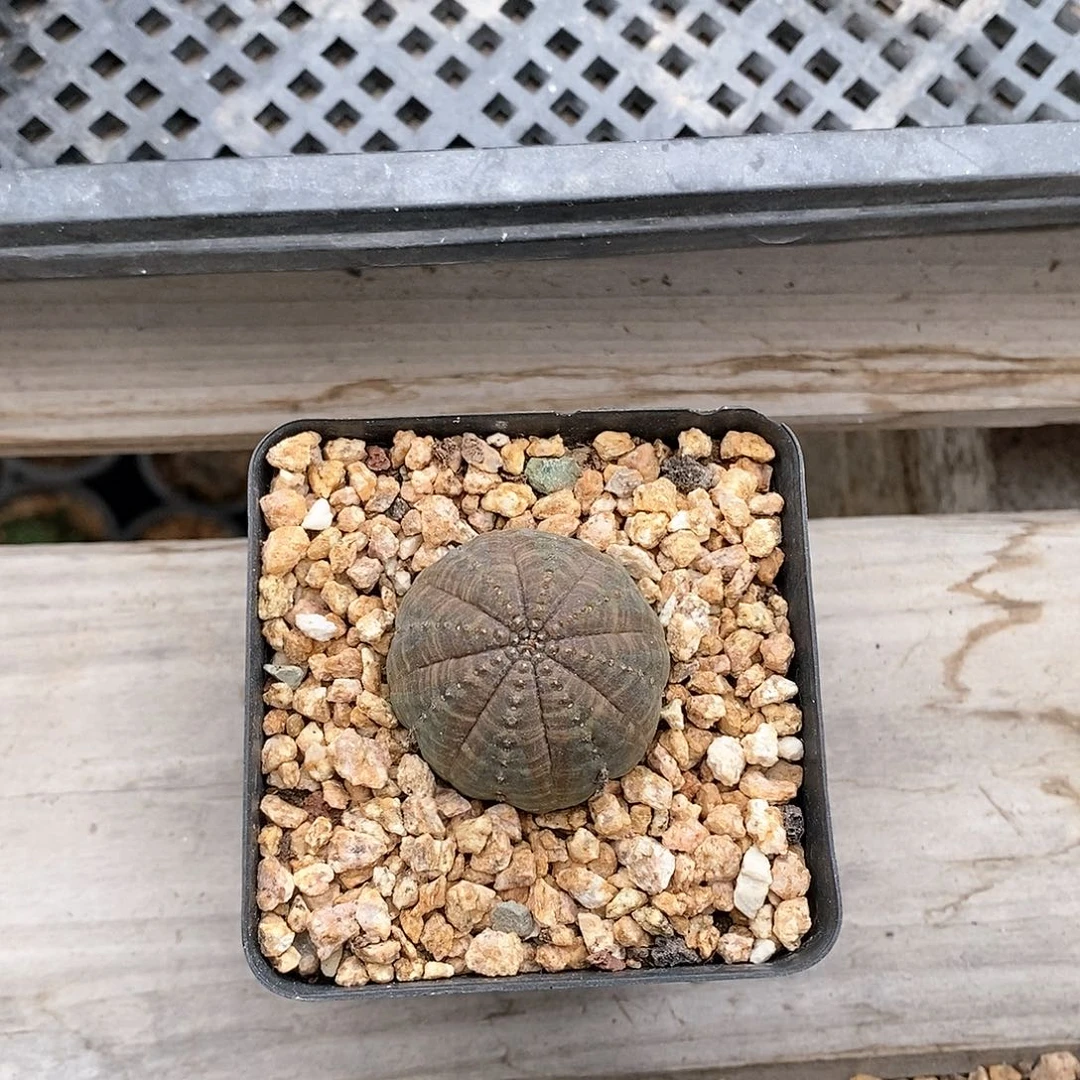 欧系布纹球一物一拍