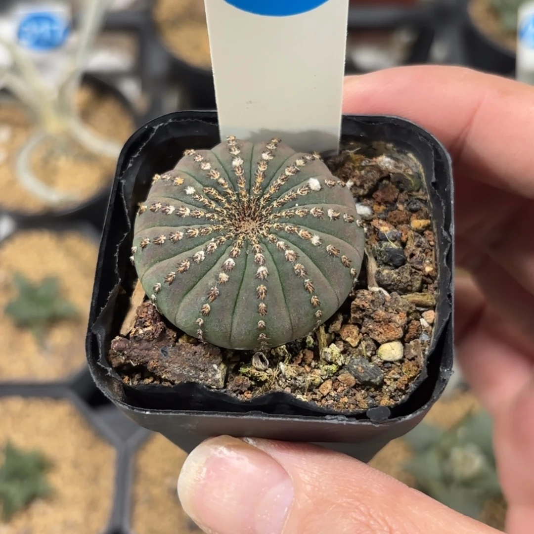 255实生大型士童带盆带土发货