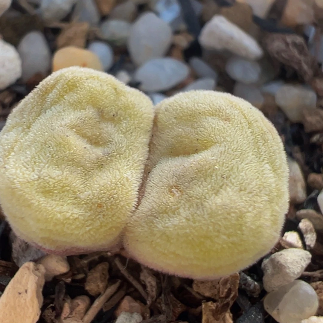 空卡佛多肉带盆41