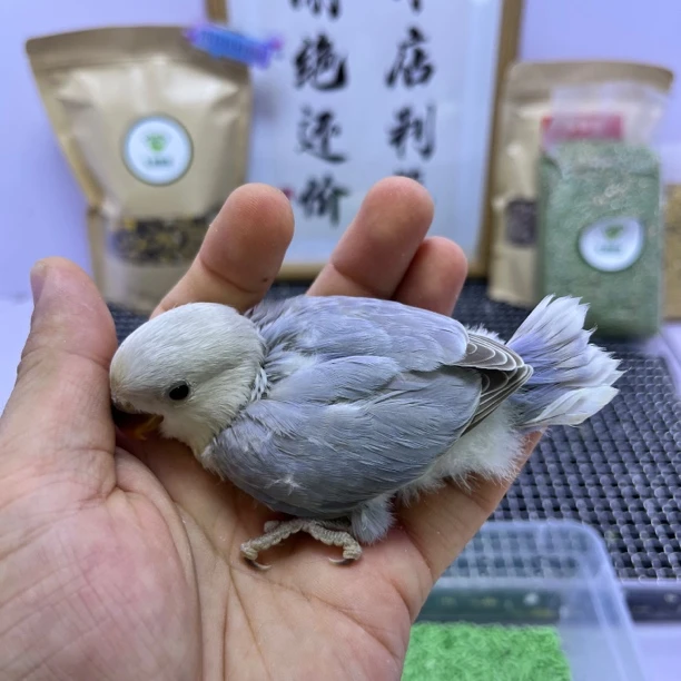 牡丹鹦鹉-学吃特价咬毛紫熏公Z0508