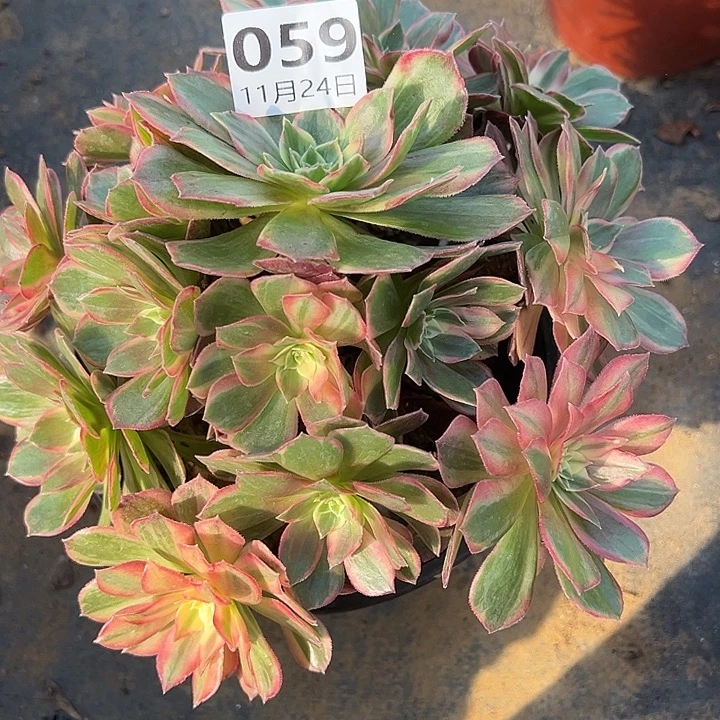 新***611.24-59黑魔锦多肉植物1