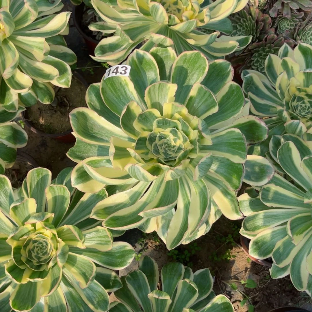 143燕姿锦多肉植物量