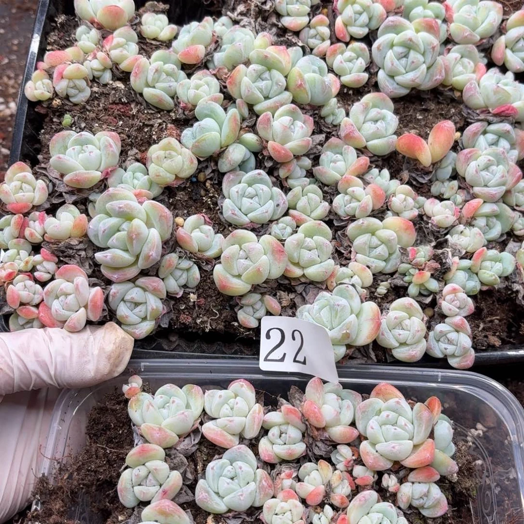 米***雪多肉植物多肉植物22