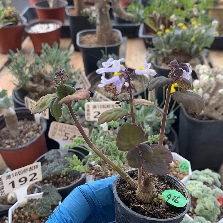 916爱是延命草一一一一一一一