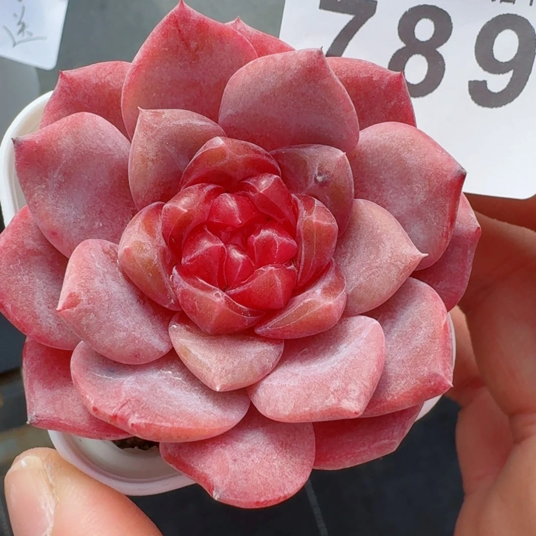 灯芯琥珀      愿你一路坦途，乘风破浪展宏图