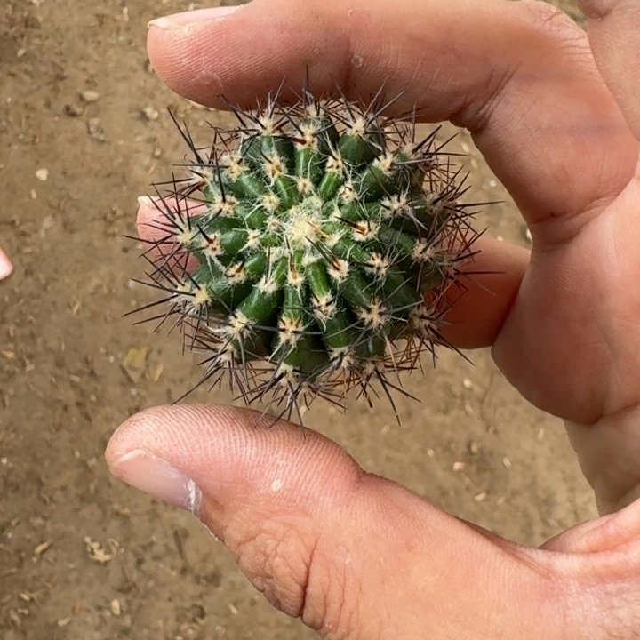 260彩草桃花洛歪3到4公分左右无根侧牙，20包邮