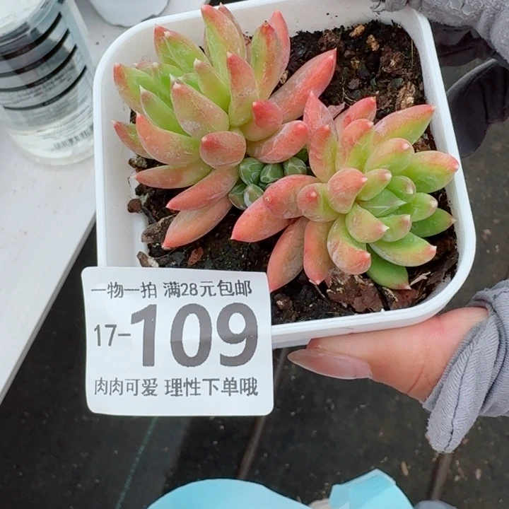 重楼多肉无盆土发货多肉多