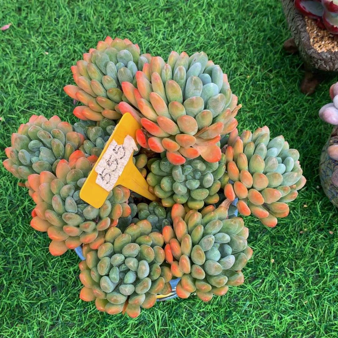 P****-带盆多肉植物物流到付72772
