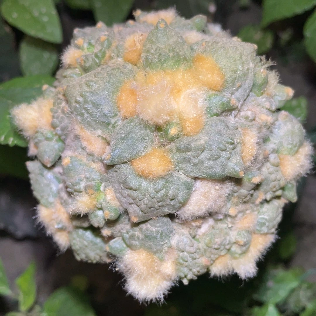 全部花朵怒杂群体 仙人球