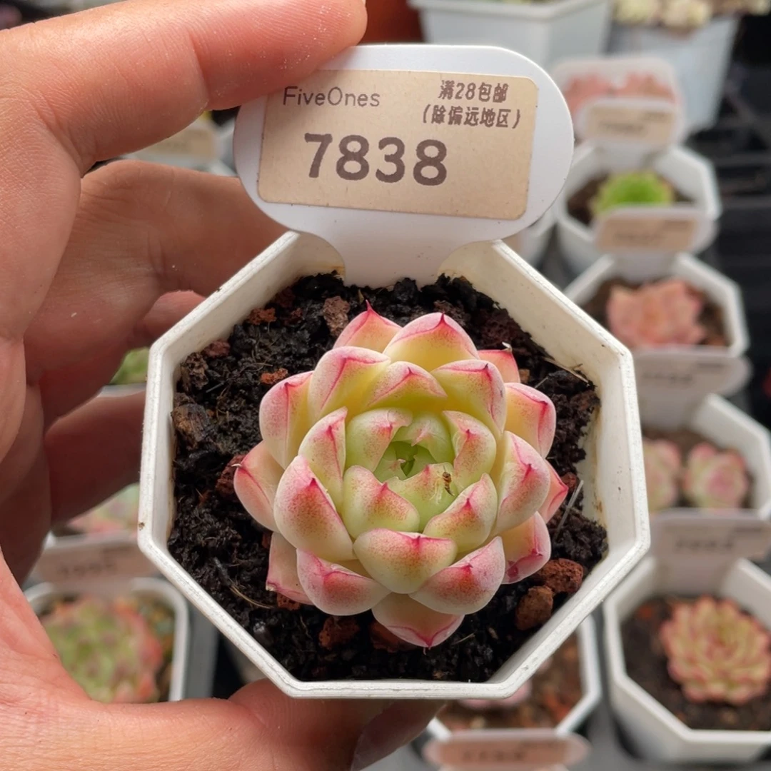 女王7838-4.5厘米