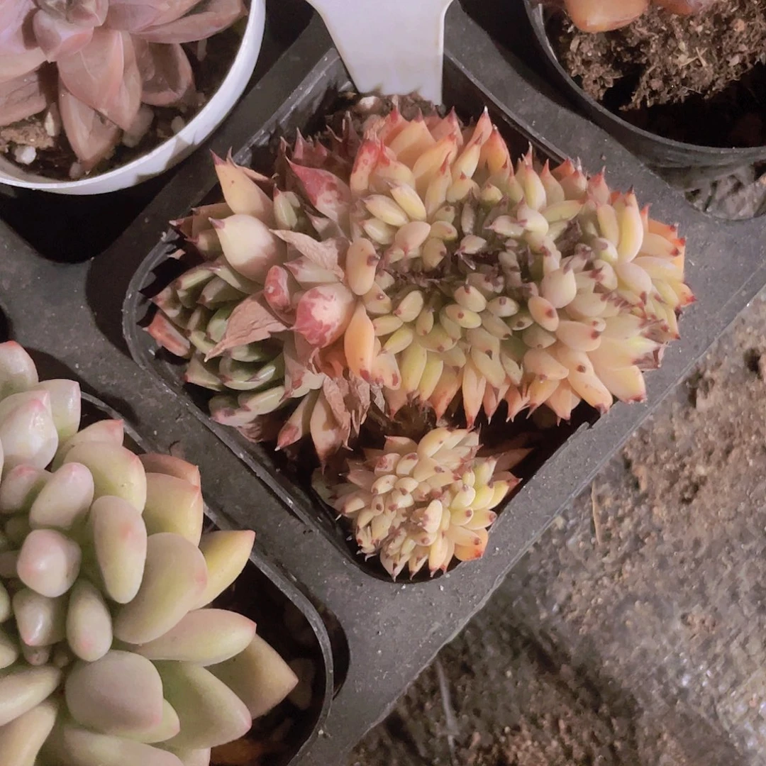 晶*黑爪w025一物一拍