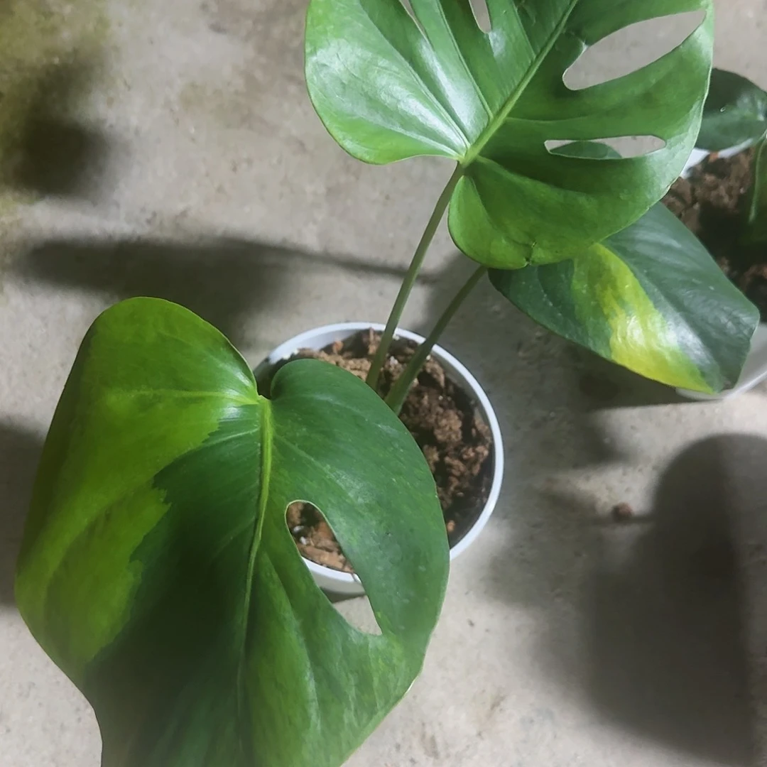 全部花朵高*龟背竹植物一物一拍