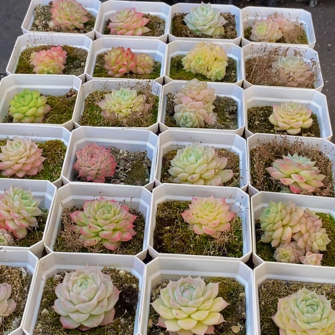 126多肉植物保护研究所所长助理