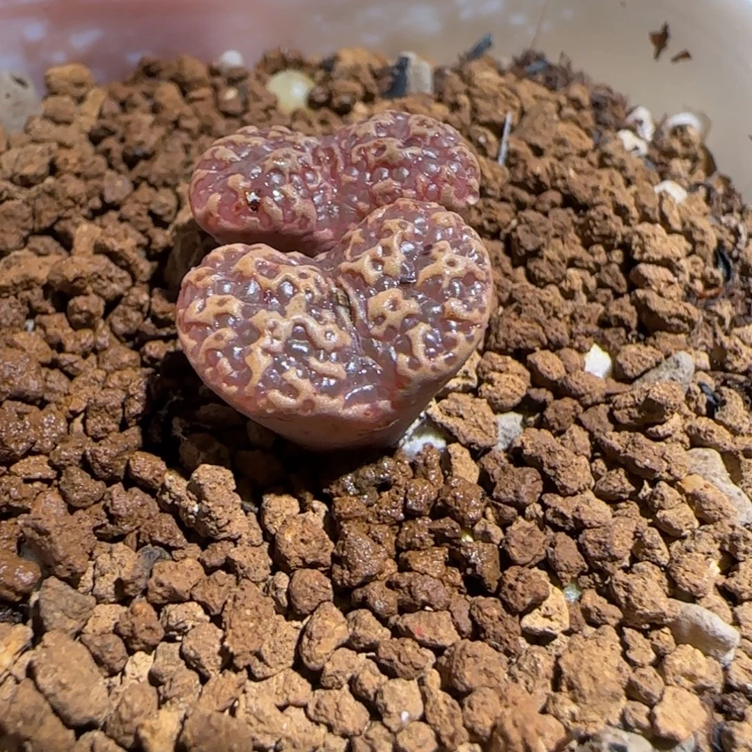 肉锥多肉植物组合-超级泡泡勋1465