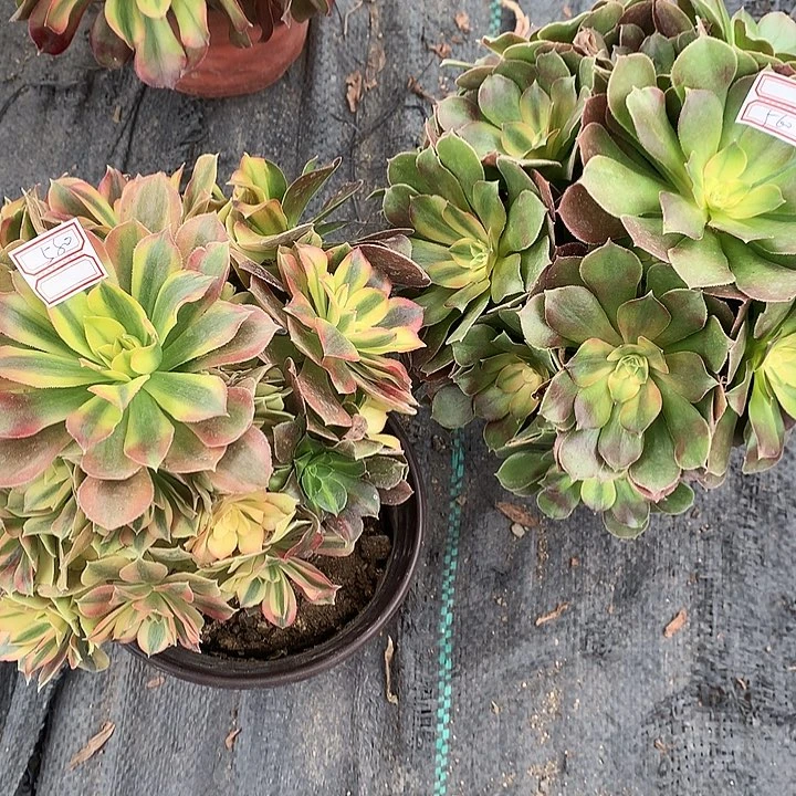 580两颗多肉植物