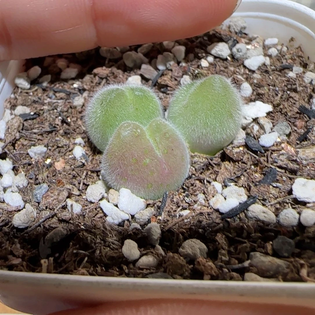肉锥多肉植物百科-长毛翠滴1713