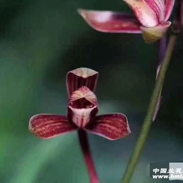 建兰黑玛瑙2苗苗浓香型花卉绿植盆景美观裸根包邮