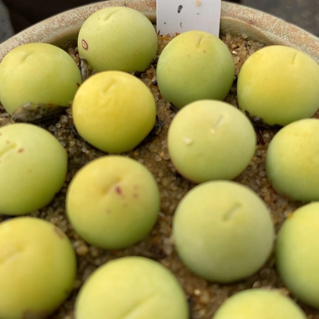 鸽子蛋1颗1厘米左右