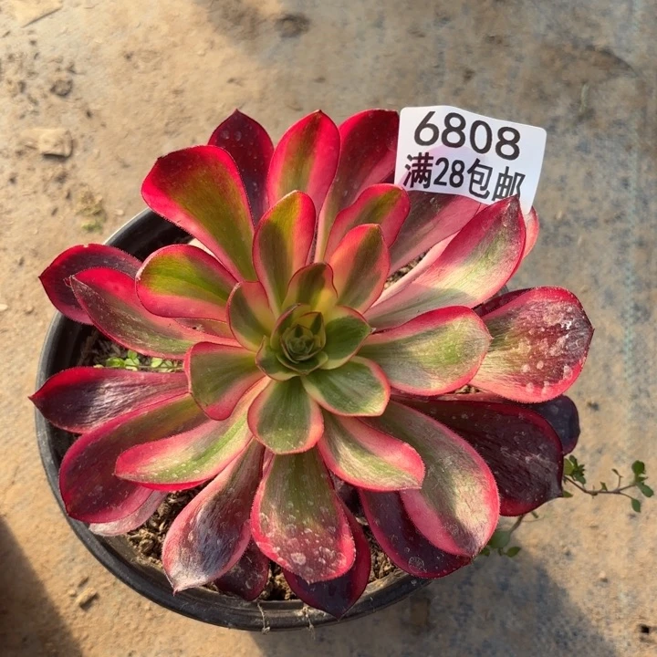 B.  6808红魔女多肉