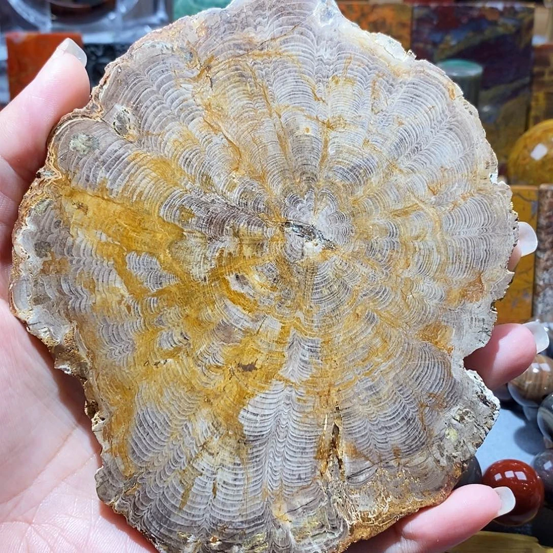 硅化玉未镶嵌天然北票硅化玉原石