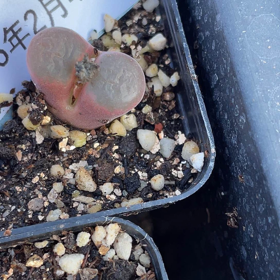 .*嘟4-104肉锥多肉植物