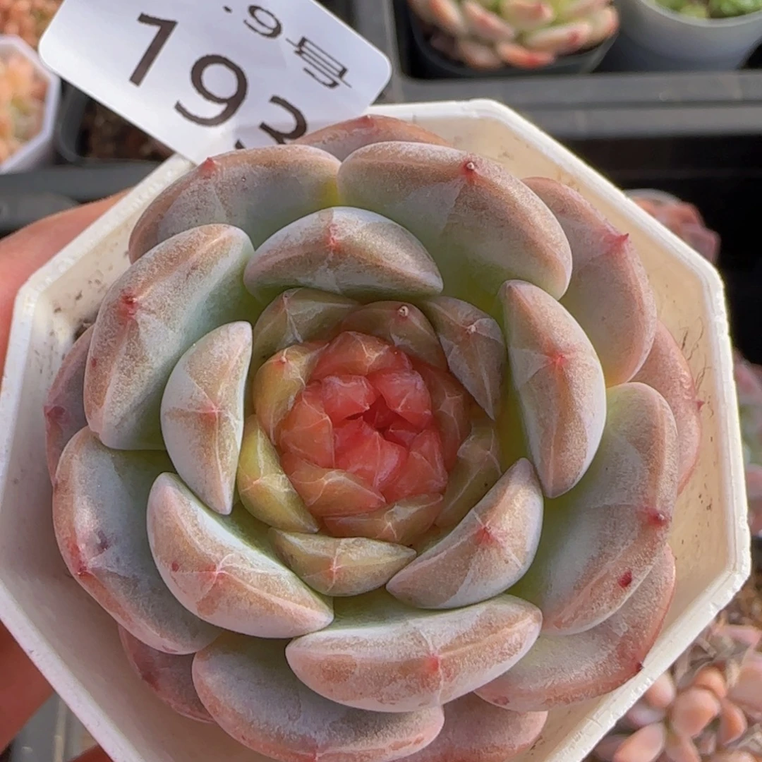 糖心一颗脱土发货