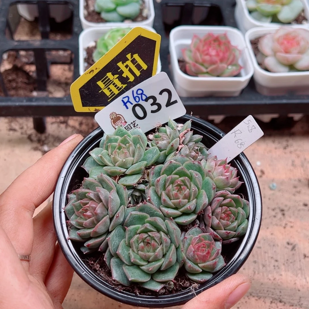 多肉植物多肉植物