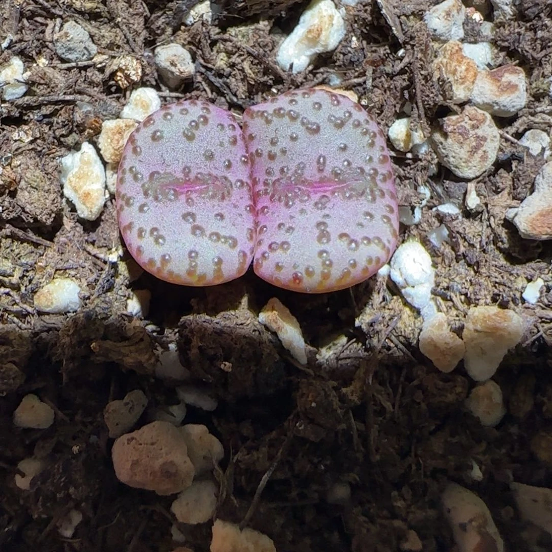 肉锥多肉植物百科-赤筋红椒356