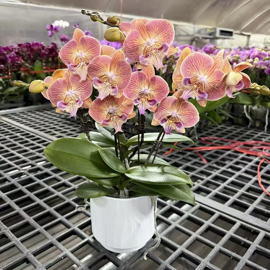 蝴蝶兰【金缕衣】4支花剑  稀有品种 带花发货 广州基地直发