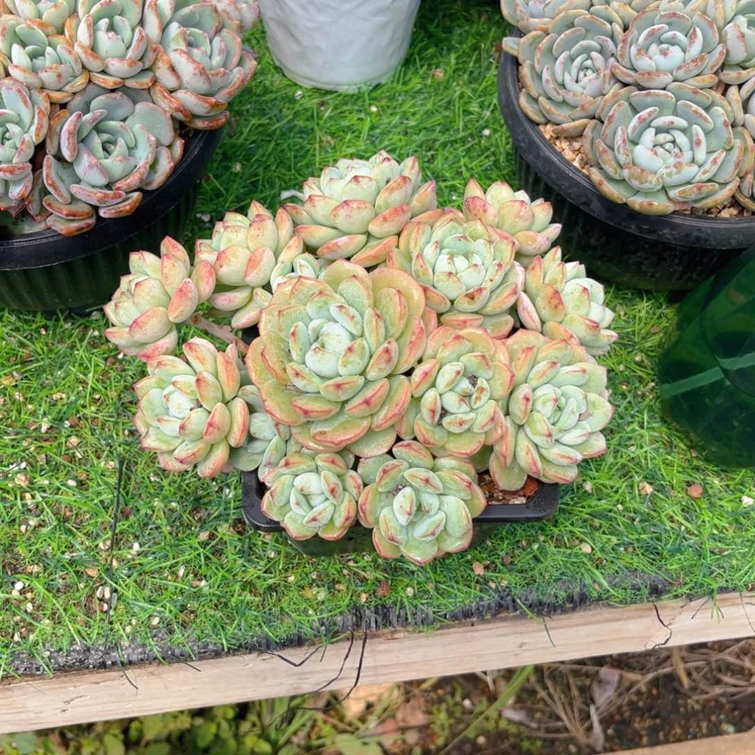 香草2566999999999