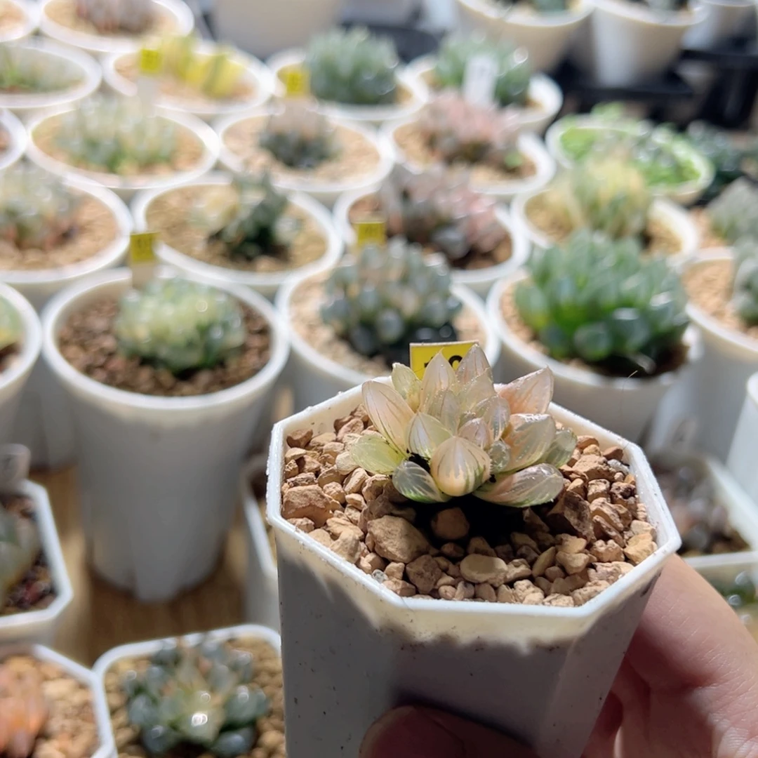 糊斑玫瑰金锦多肉植物