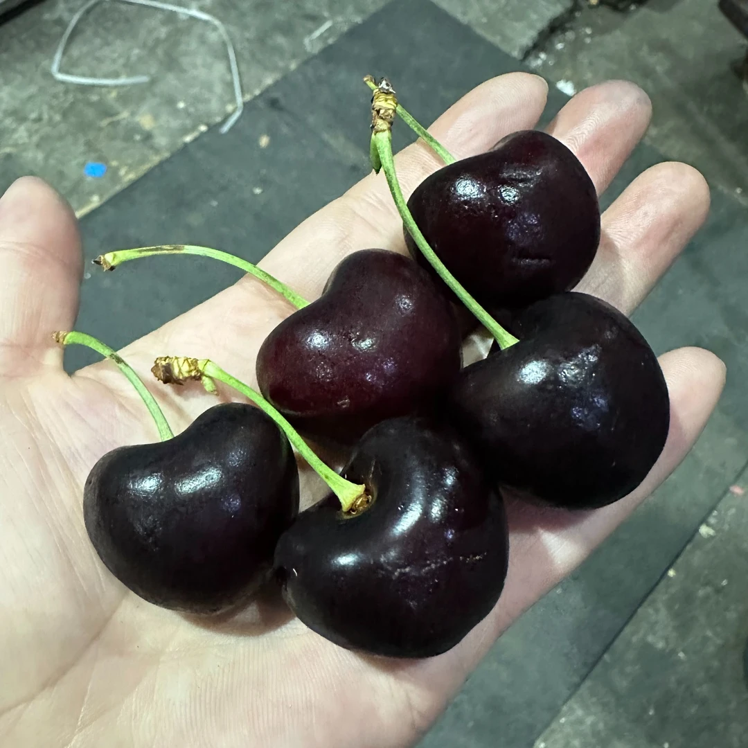 【瑞吉娜 排名NO2】海运车厘子5斤/10斤净重 XL 内附果径卡