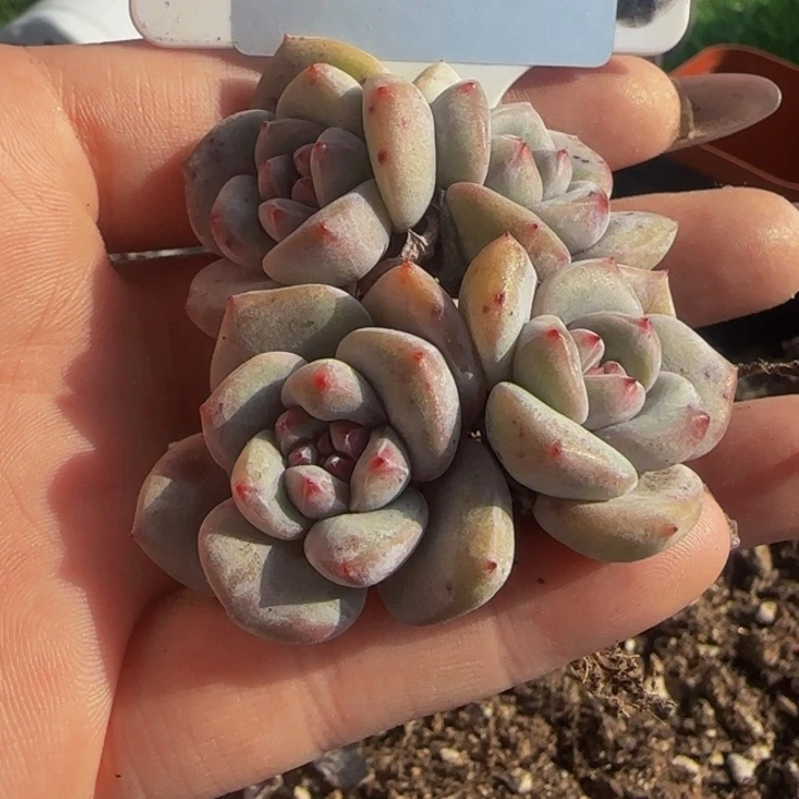 加****058号一物一拍精品多肉