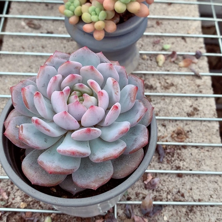 玉芙蓉。