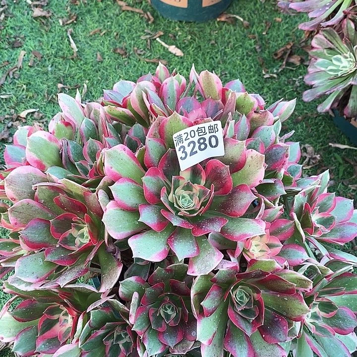 3280 一颗女神法师