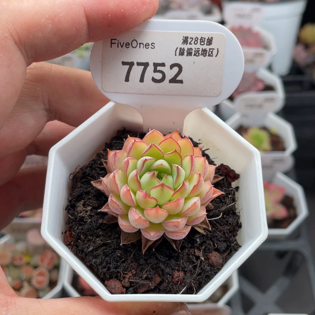 梦幻玫瑰7752-3.5厘米