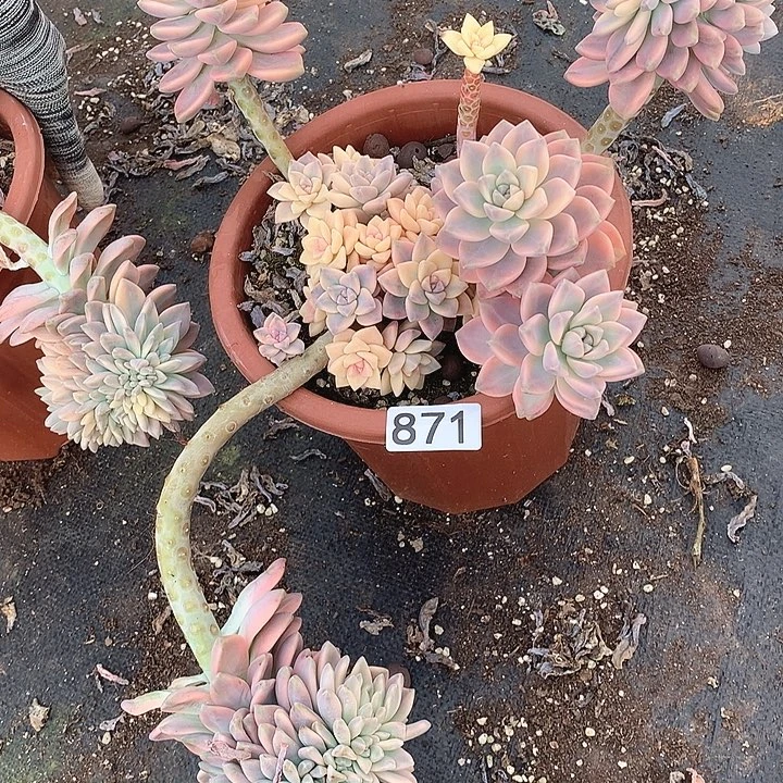 871 淡雪锦 一物一拍