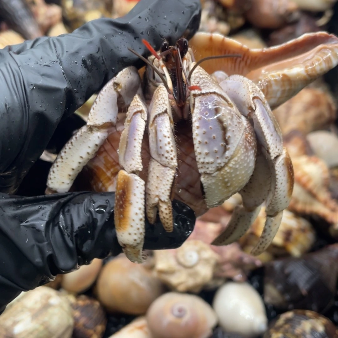 不退不换谢谢支持2